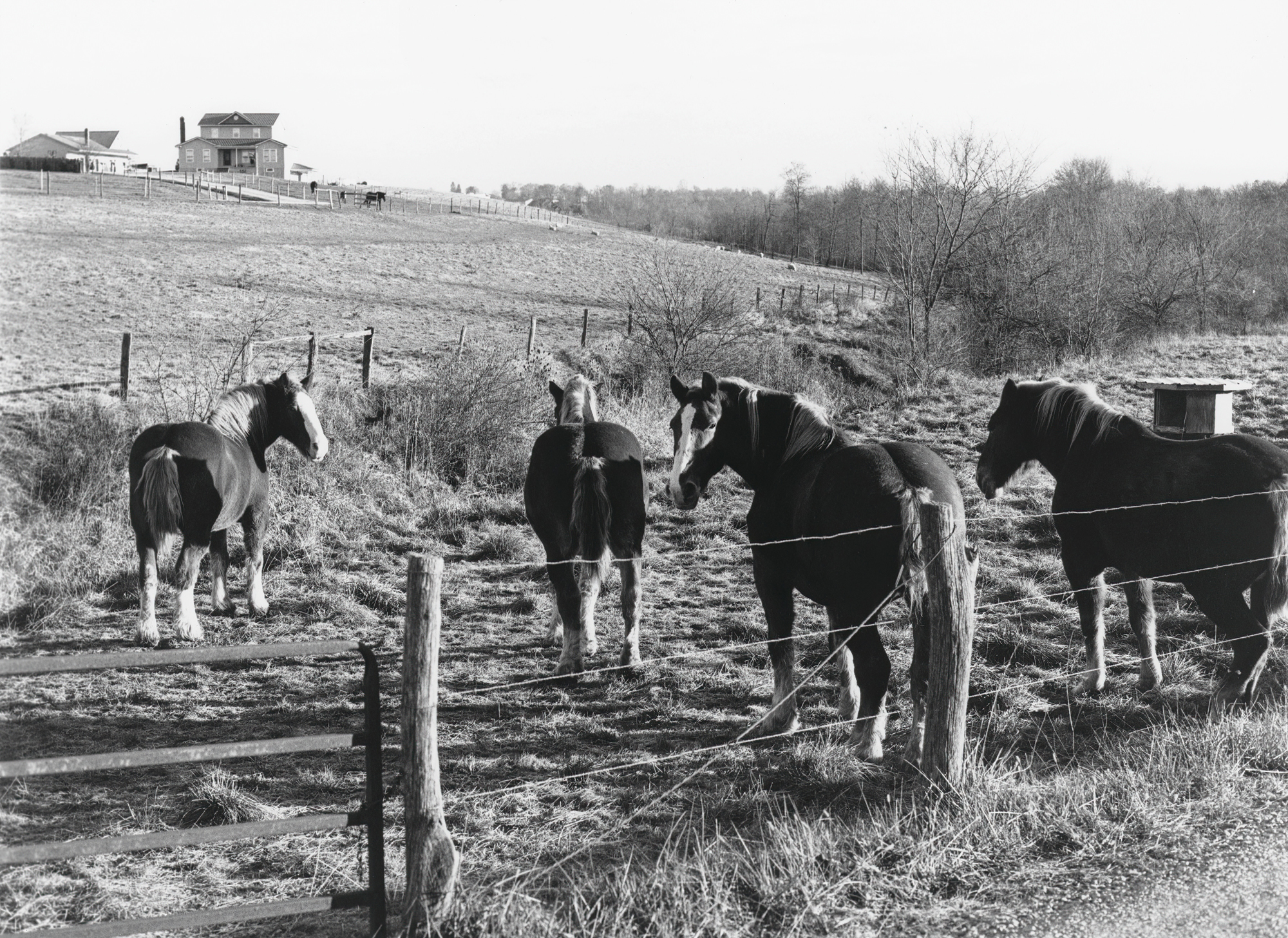 Horses, Rural Route 4