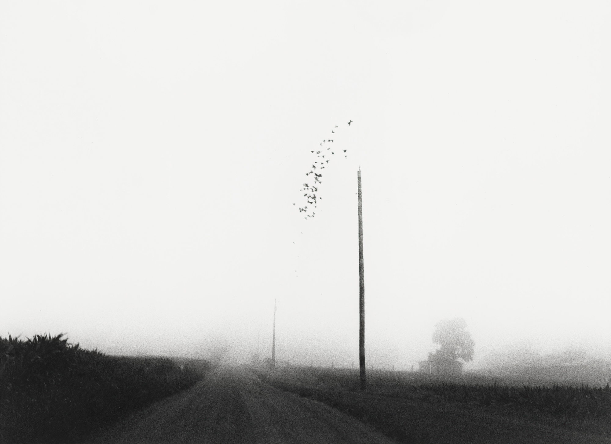 Birds in Fog, Rural Route 1